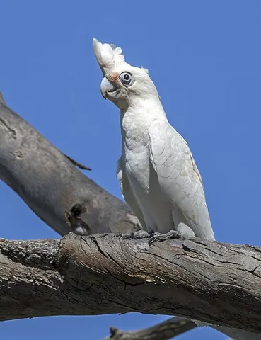 little corella: a white cockatoo, Cacatua sanguinea, native to Australia and southern New Guinea