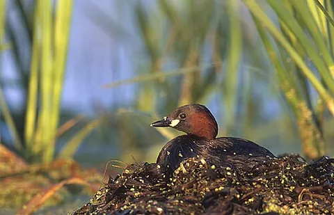 little grebe: a small freshwater bird of Europe (Tachybaptus ruficollis)