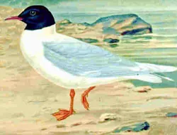 little gull: a small migratory gull, Larus minutus, from Northern Europe and Asia