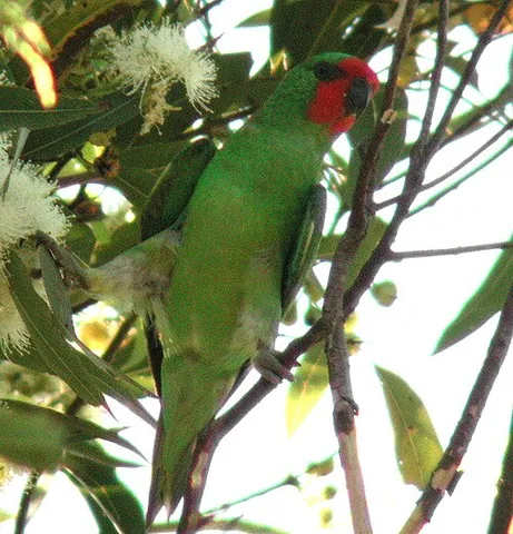 little lorikeet: a small parrot, Glossopsitta pusilla, mainly green with a red face, and native to Australia
