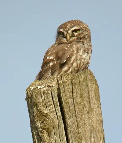little owl: a species of small European owl, Athene noctua
