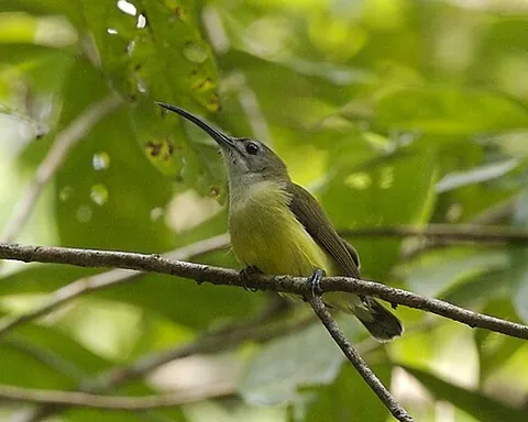 little spiderhunter: arachnothera longirostra, a long-billed nectar-feeding bird in the Nectariniidae family, found in...