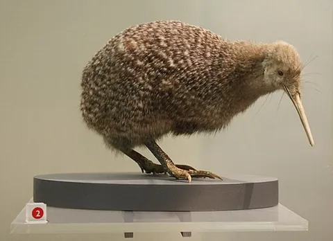 little spotted kiwi: a kiwi of species Apteryx owenii