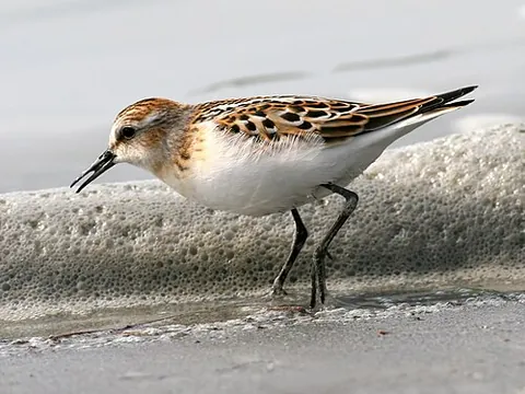little stint: a type of sandpiper, (Calidris minuta)