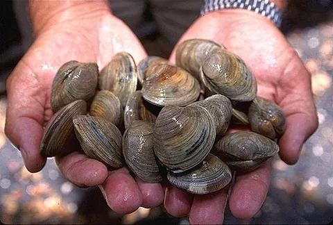littleneck: a small hard clam, larger than a countneck but smaller than a topneck