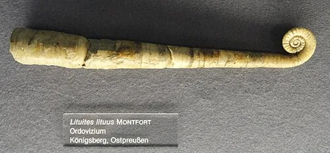 lituite: any ammonite of the genus †Lituites, found in the Cretaceous formation