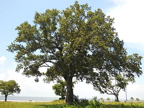 live oak: an evergreen species of oak characteristic of the US South, southern live oak (Quercus virginiana)