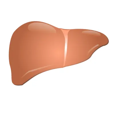 liver: a large organ in the body that stores and metabolizes nutrients, destroys toxins and produces bile....