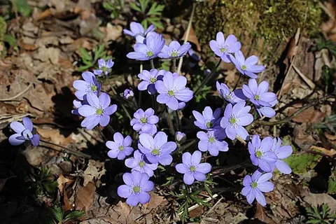 liverleaf: a common flowering perennial herb of northern woodlands, Hepatica nobilis (syn. Anemone hepatica),...