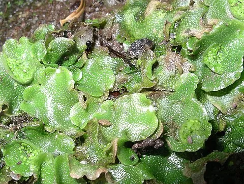 liverwort: a type of bryophyte with a leafy stem or leafless thallus characterized by a dominant gametophyte...