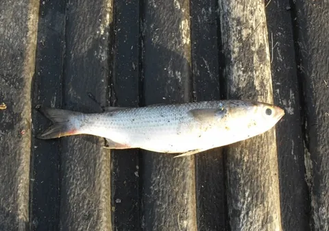 liza: the white mullet (Mugil curema), of the subtropical Americas