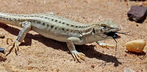 lizard: any reptile of the order Squamata that is not a snake or mosasaur—typically characterised by a...