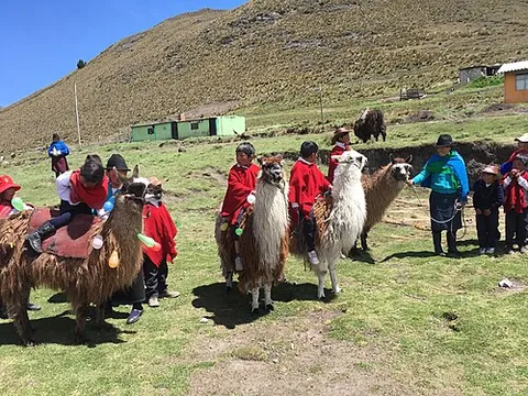 llamaback: the back of a llama (for riding or carrying burdens)