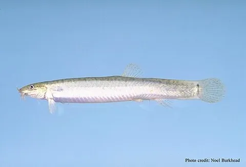 loach: any true loach, of the family Cobitidae