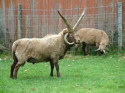 loaghtan: a primitive, heritage sheep of a breed native to the Isle of Man, characterised by dark brown wool...