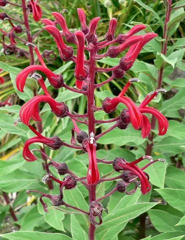 lobelia: a member of the genus Lobelia, flowering plants in the Lobelioideae subfamily of family...