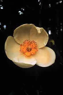 loblolly bay: any of species Gordonia lasianthus of elegant white-flowered evergreen shrubs or small trees,...