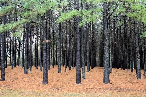 loblolly pine: a pine tree, Pinus taeda, native to the southeastern US and extensively planted