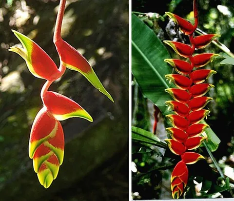 lobster claw: any tropical flowering plant of the genus Heliconia