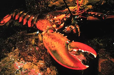 lobster: a crustacean of the Nephropidae family, dark green or blue-black in colour turning bright red when...