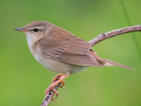 locustellid warbler: any passerine bird of the family Locustellidae