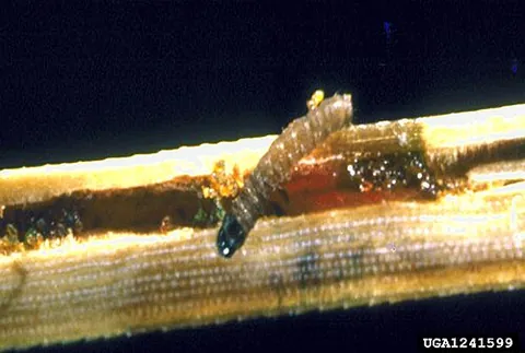 lodgepole needle miner: the gelechiid moth Coleotechnites milleri, found in the western United States and Canada, the...