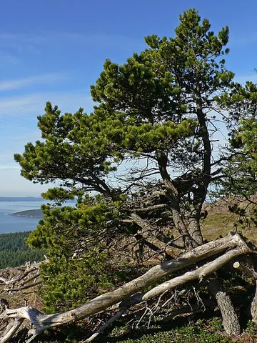 lodgepole pine: a pine tree native to northwest America, Pinus contorta