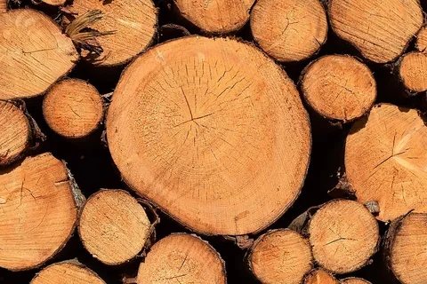 log: the trunk of a dead tree, cleared of branches