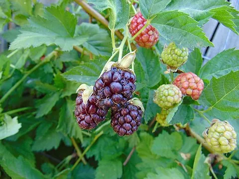 loganberry: a hybrid berry, produced by crossing a raspberry with a blackberry, considered a species Rubus...
