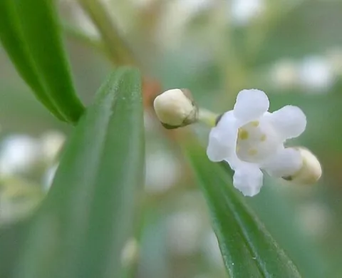logania: any of the genus Logania of plants native to Australia and New Zealand