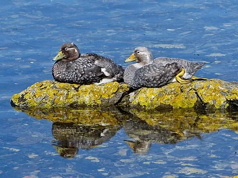 loggerhead duck: tachyeres brachypterus, a shellfish-eating duck of the Falkland Islands; a poor diver, incapable of...
