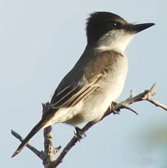 loggerhead kingbird: tyrannus caudifasciatus