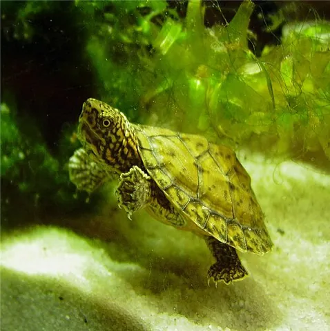 loggerhead musk turtle: sternotherus minor, native to the southern US, having a head larger in size relative to its body...