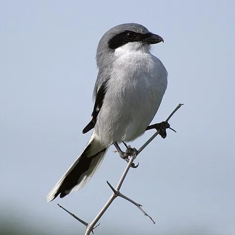 loggerhead shrike: a species of shrike native to North America, Lanius ludovicianus