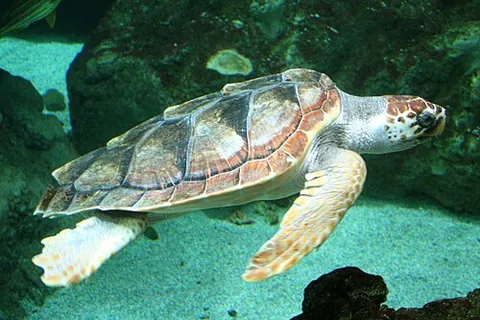 loggerhead turtle: a large, carnivorous marine turtle, Caretta caretta, found in warm seas