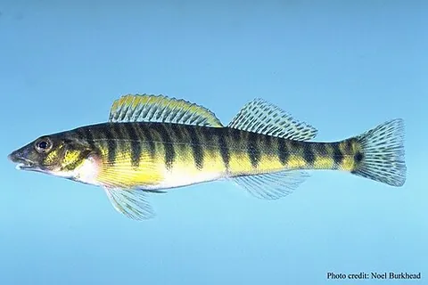 logperch: any fish in the genus Percina
