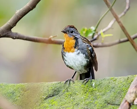 logrunner: any of several Australian songbirds of the genus Orthonyx