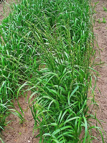 lolium: any of the genus Lolium of ryegrasses