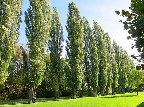 lombardy poplar: a type of tall black poplar, Populus nigra var. italica