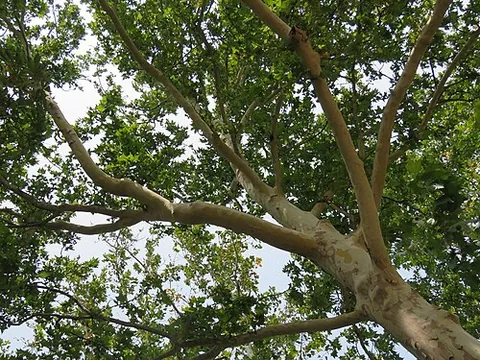 london plane tree: a hybrid tree of the nothospecies Platanus × hispanica (Platanus occidentalis × Platanus orientalis)