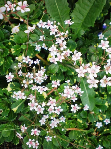 london pride: a perennial saxifragaceous plant (Saxifraga × urbium, a hybrid of Saxifraga umbrosa and Saxifraga...