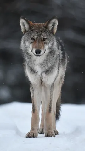 lone wolf: a wolf that is not part of a pack