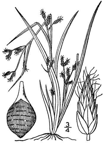 long-beaked bald rush: rhynchospora scirpoides, reported in scattered parts of the eastern United States