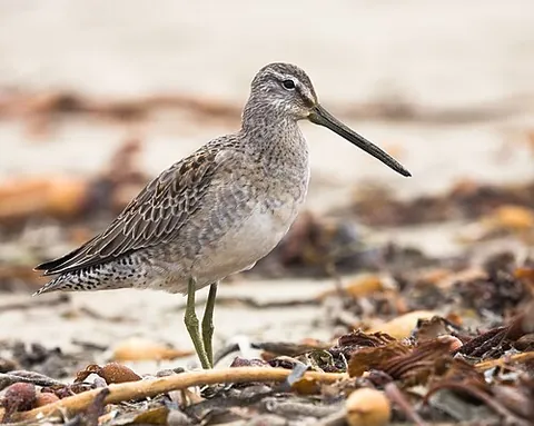 long-billed dowitcher: a long-legged and long-billed migratory wading bird, Limnodromus scolopaceus