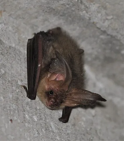 long-eared bat: any of many vesper bats with ears longer than bats of similar size, especially the brown long-eared...