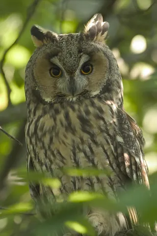 long-eared owl: asio otus, a species of owl which breeds in Europe, Asia, and North America. Long eared owls are...