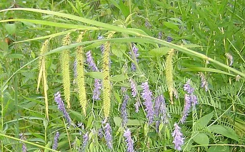 long hair sedge: carex crinita, native to eastern North America