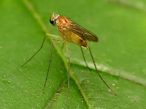 long-legged fly: any of the predatory flies in the family Dolichopodidae, which tend to have long and slender legs