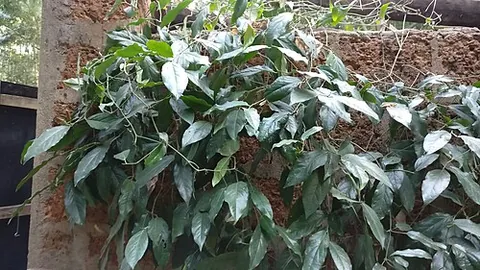 long pepper: the flowering vine Piper longum in the genus Piper (pepper) of family Piperaceae, cultivated for...