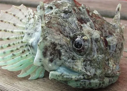 long-spined bullhead: a species of the Cottidae family, Taurulus bubalis